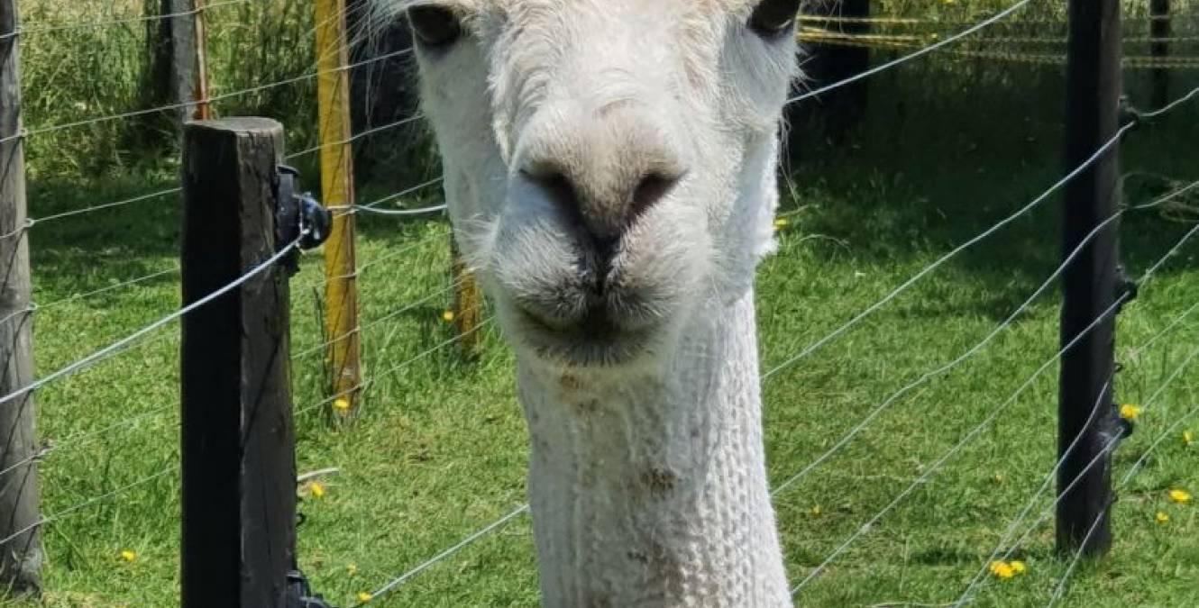 Alpaca