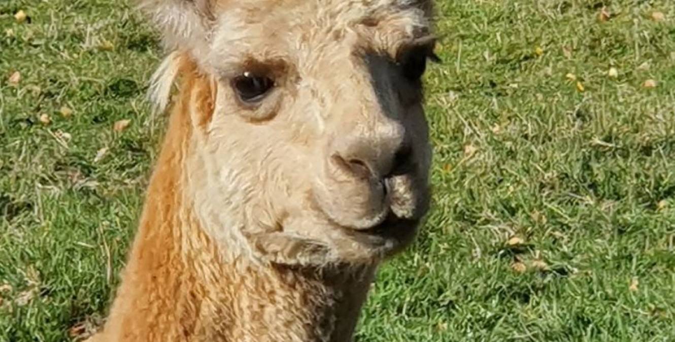 Alpaca