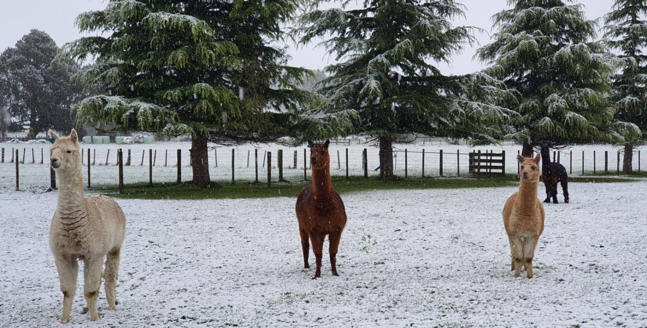Alpaca