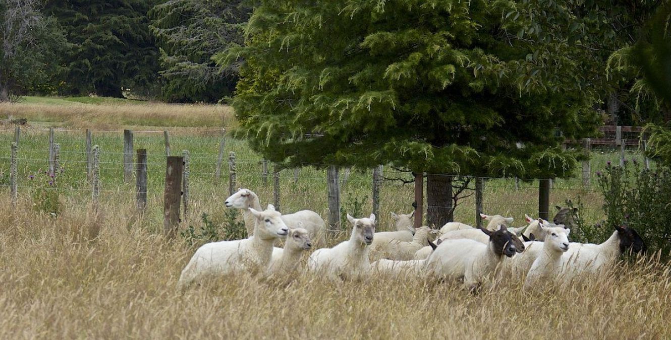 Sheep | Farm Ruapehu
