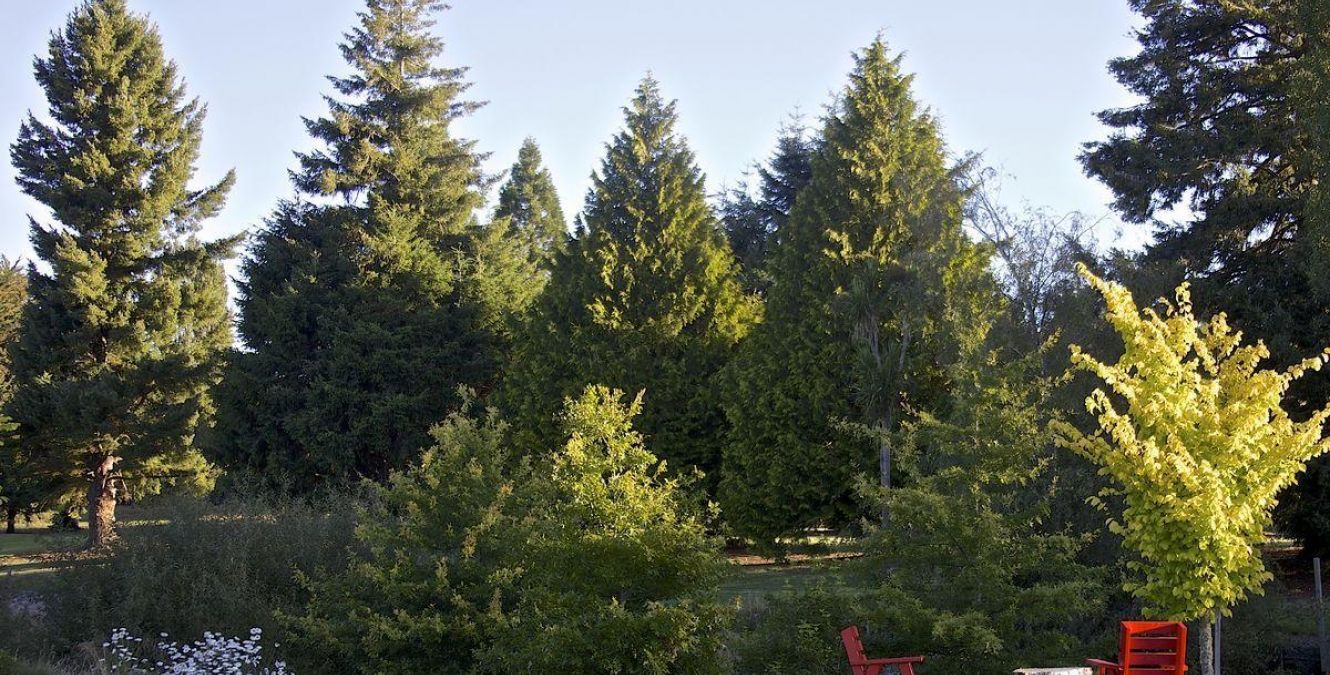 Tree | Ruapehu | New Zealand