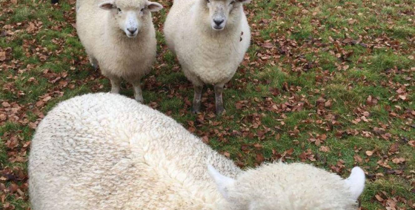Sheep | Alpaca | Farm | Ruapehu | New Zealand