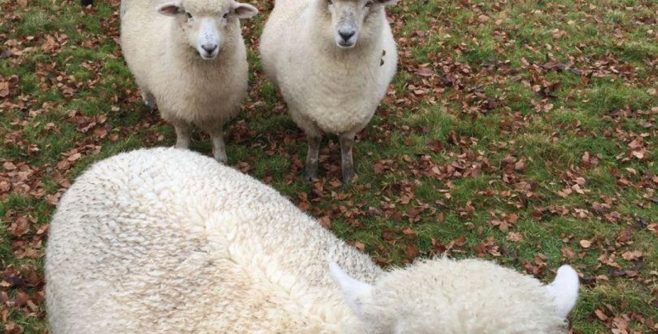 Sheep | Alpaca | Farm | Ruapehu | New Zealand