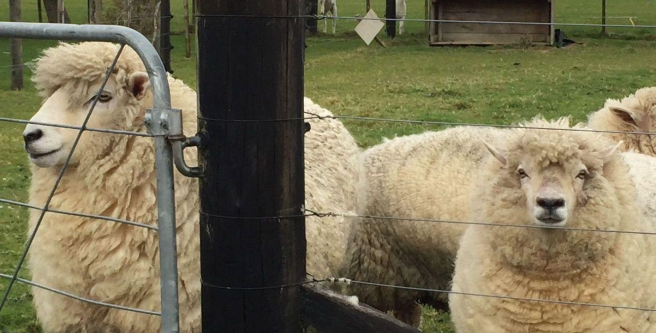 Sheep | farm | Ruapehu