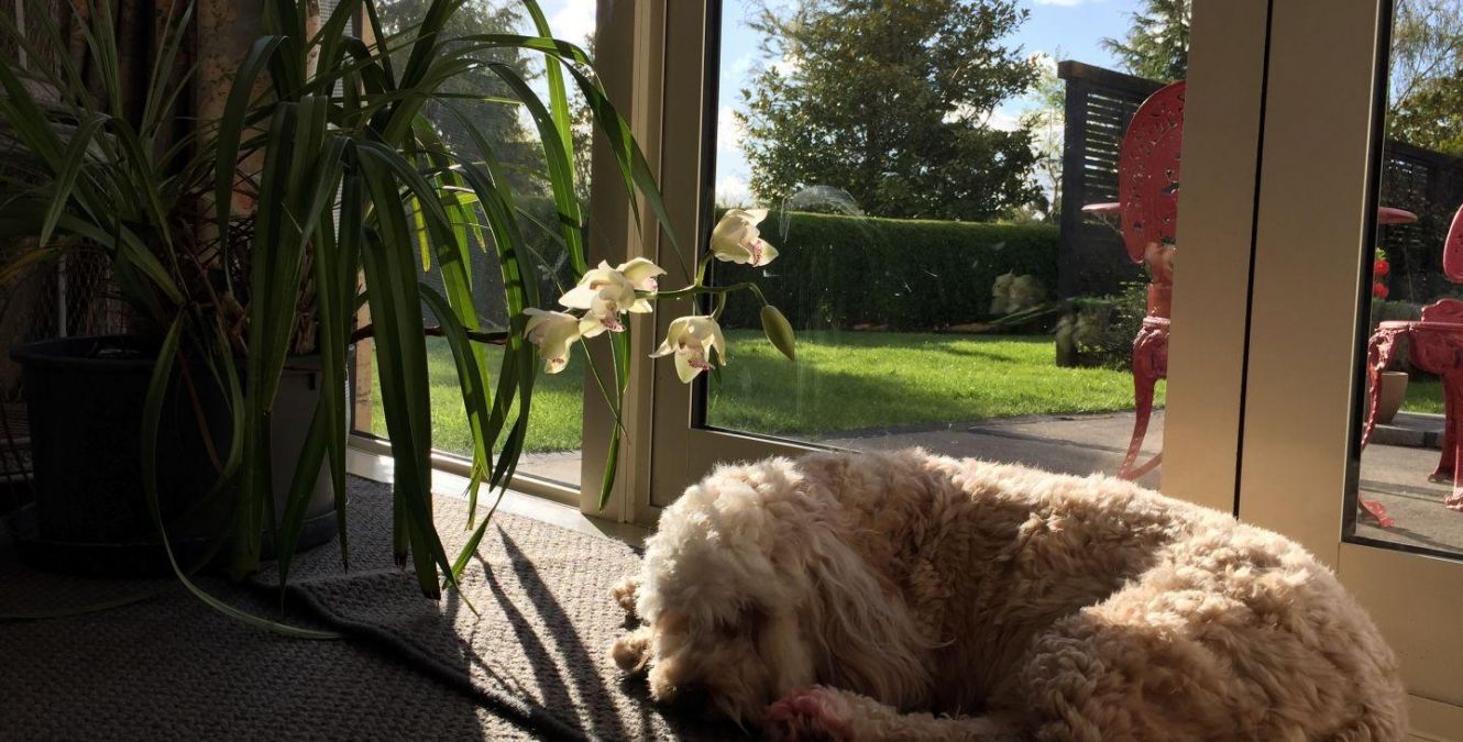 Dog | Ruapehu | New Zealand