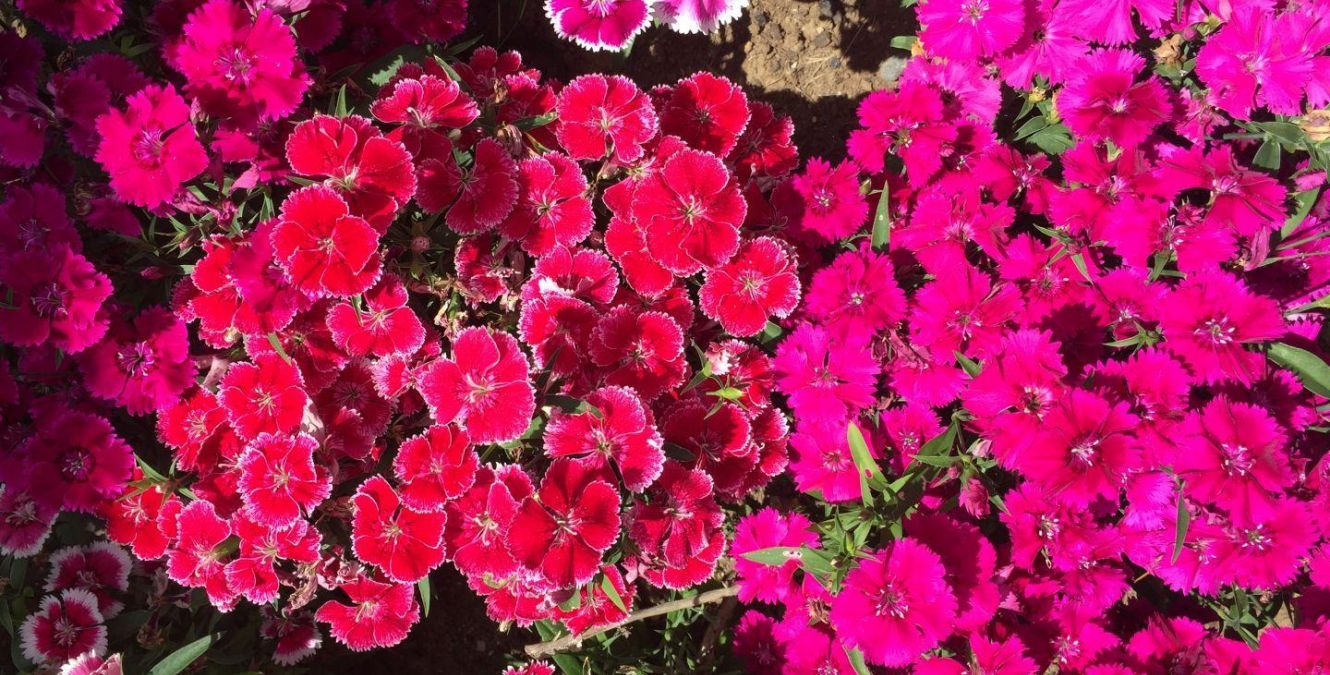 Flowers | Ruapehu | New Zealand