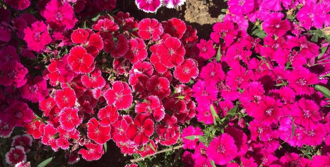 Flowers | Ruapehu | New Zealand